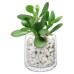 LSA International Market Clear Glass Tealight Holder and Tea Light image