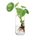 Showing image for LSA International Market Clear Glass Bud Vase H17.5cm LSA International Market Clear Glass Bud Vase H17.5cm image