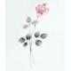 Royal Doulton Pillar Rose image